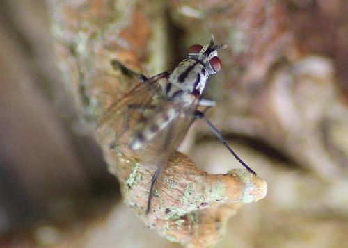 Réf. 222 311 : Eustalomyia sp.
